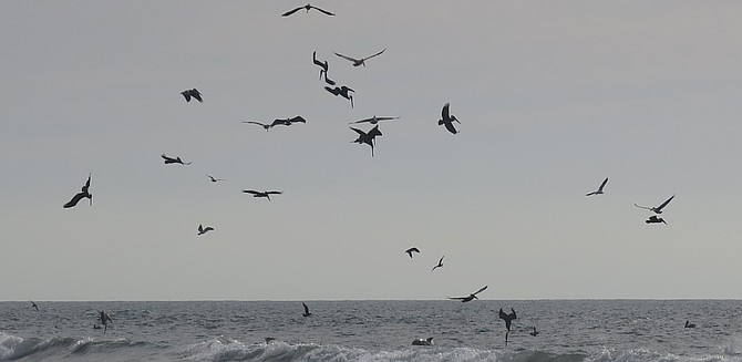 Large squadrons of California brown pelicans diving just outside the surf line on baitfish as dolphins charge in for a bite during the fracas.