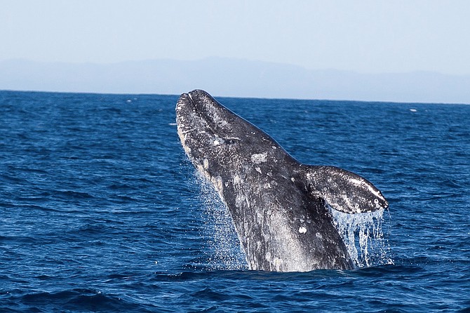 A gray whale breaches off the coast of Point Loma.