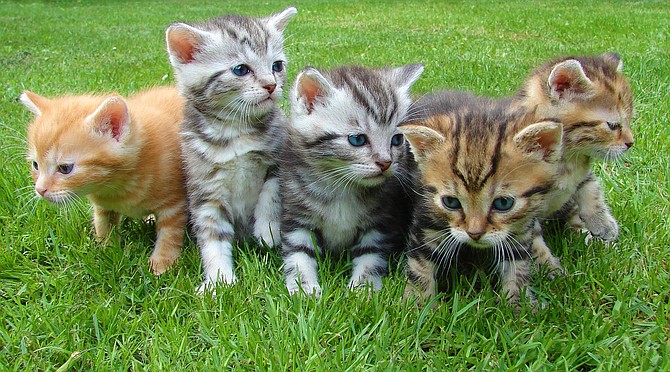Kitty Plague?