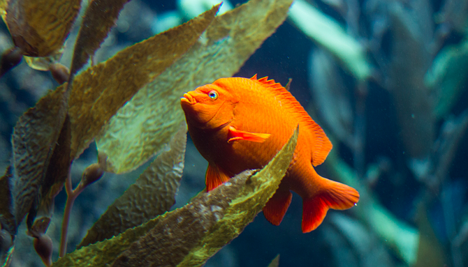 Fish and the seaweed(s)