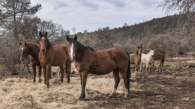 Some of the hundreds of wild horses at the Wild Horse Sanctuary south of the little town of Shingletown, east of Redding, California.