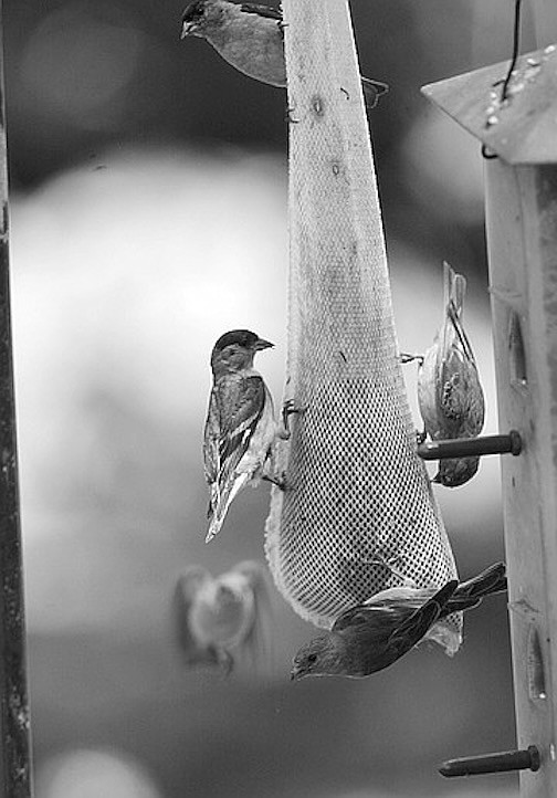 Goldfinch. “We usually see just the lesser goldfinch, a more common species that shows up here.”