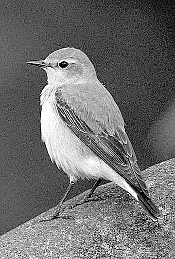 Northern wheatear. The wheatear “barely enters North America.”