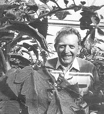 Colin Wyatt, who developed Celebrity tomatoes at Petoseed: "We emasculate those plants that will bear the tomato, pinching off male parts, using either a fingernail, if you have long nails, or tweezers."