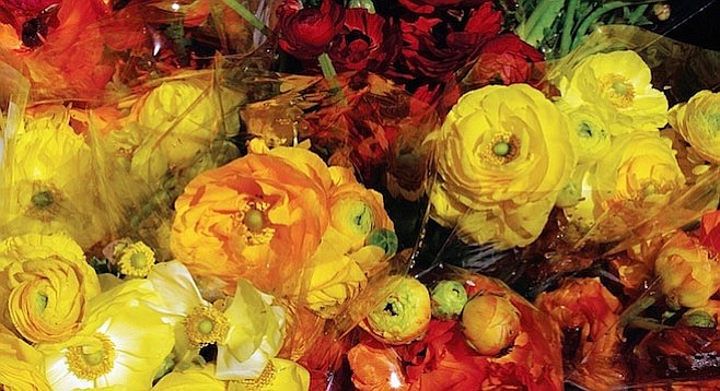 The small ranunculus bulbs are as likely to produce flowers, with the big bulb more apt to generate less-desirable singles.