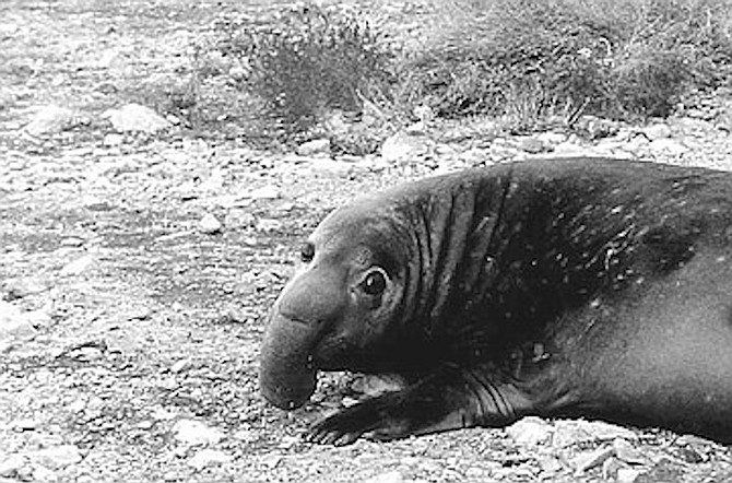 The only syndicate stories I am ever sure of selling are about elephant seals.