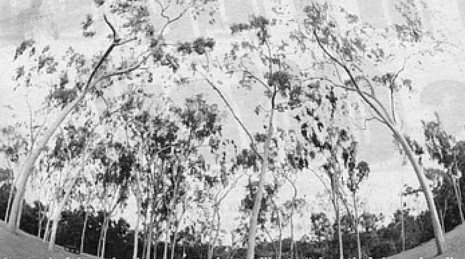 Although Kate favored eucalyptus, she would not re-plant them in Balboa Park if she had lived long enough to see the hazards mature trees create. - Image by Dave Allen