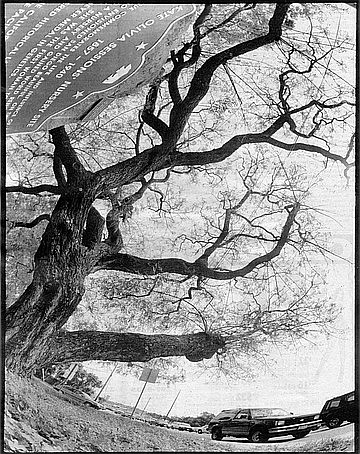 Tipuana tree planted by Kate Sessions at the foot of Mount Soledad