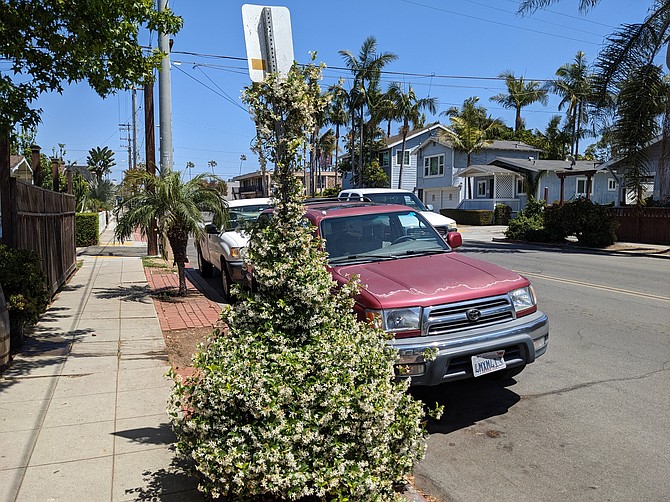A Star Jasmine plant climbs a street sign in Ocean Beach.