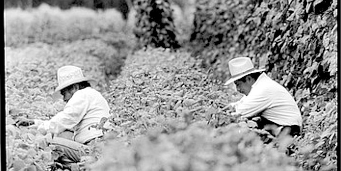 The Chinos sell their ears just hours after harvesting them. “Stores could never do that.”