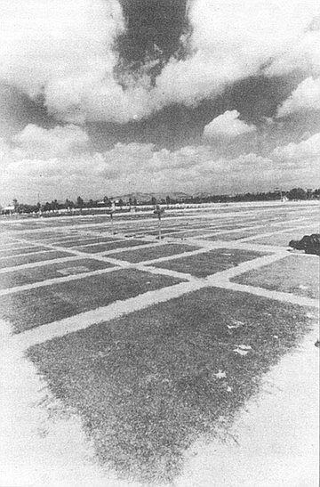 Turf plots at UC Riverside. "With El Toro as the mother and UCR #3 as the father we came up with De Anza and Victoria. With those strains, we’re right at the threshold of winter dormancy."