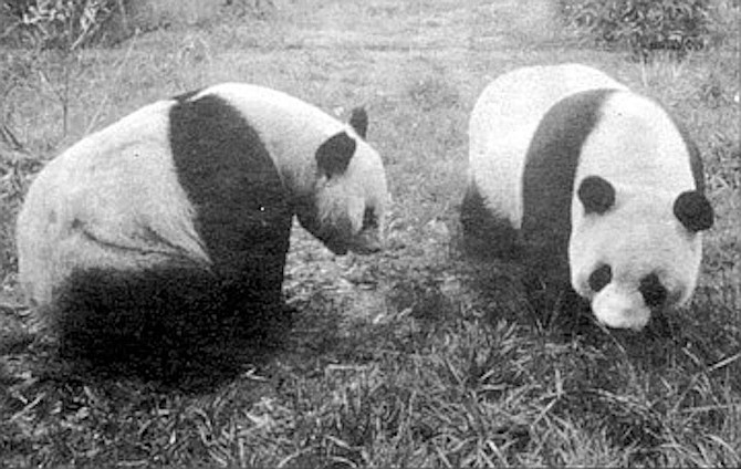 Shi Shi and Bai Yun. Berman charges that the zoo in reality wanted the pandas in San Diego because “it’s publicity. Increased gate receipts. They’re the only zoo in the U.S. to have a pair of pandas at this moment."