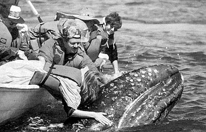 One whale “came right next to the skiff and everyone was rubbing it and petting it.”