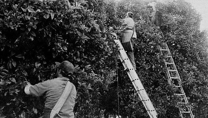Picking citrus, like riding horses, is more difficult than it appears. - Image by Dave Allen