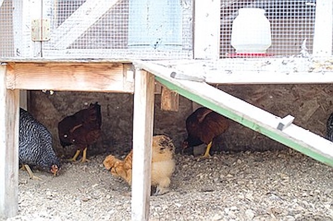The pretty little brown silkie chicken knows there’s a hungry red-tail hawk lurking in the fir trees overhead.
