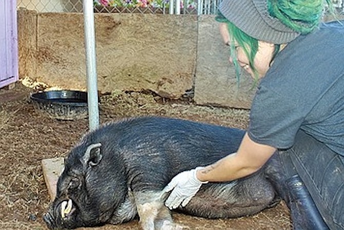 Michelle Pannell “wanted to work with commodified animals.”
