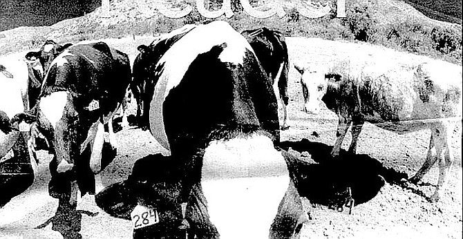 In a year, nearly 2000 calves are born on this farm.