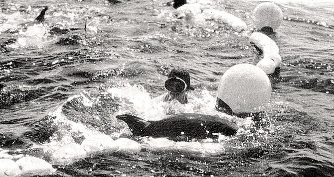 Fisherman works to free dolphins from the tuna nets. If a purse seiner caught a mixed school of yellowfin tuna and dolphins and then let all the dolphins free, the load could be called dolphin-safe.
