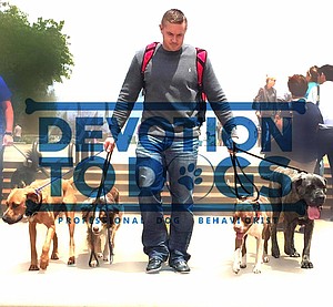 DevotiontoDogs's avatar