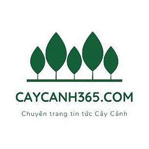 caycanh365's avatar