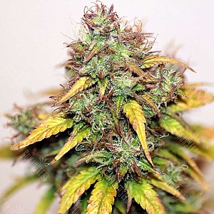 weedhemp's avatar