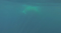A first-person view as Ryan swims with a blue whale at a safe distance.