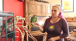 An interview with Brooke Durham of SoCal Parrot, a rescue and rehabilitation organization. Featuring footage and discussion of the flight cage, nutrition, communication and flock behavior, and rehabilitation/release.