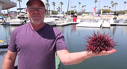 Matt Pressly gives the lowdown on scarfing sea urchins.