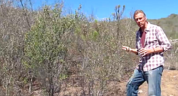 Ric Halsey, founder of the Chaparral Institute, discusses San Diego County's chaparral and coast sage scrub environments and individual species, as well as tactics for survival in a drought climate. 