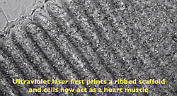 Nanotech bioprinting created a scaffold that gives structure to heart muscle cells.