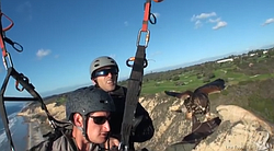Training a Harris's Hawk to fly with a paraglider. 