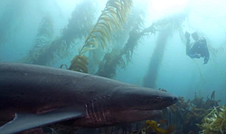 SD Expeditions offers 3-tank boat dives with these prehistoric-looking sharks that congregate in the shallow kelp at La Jolla Cove each spring. Since they are so slow moving and don't require any chum, they make for some great shark interactions!